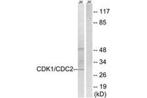 Western blot analysis of extracts from HepG2 cells, treated with Forskolin 40nM 30', using CDK1/CDC2 (Ab-14) Antibody. (CDK1 Antikörper  (AA 1-50))