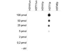 Cross reactivity tests using the Histone H3 (phospho T11) antibody. (HIST1H3A Antikörper  (pThr11))