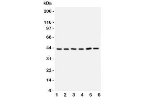 Western Blotting (WB) image for anti-Toll-Like Receptor Adaptor Molecule 2 (TICAM2) (C-Term) antibody (ABIN3029187)