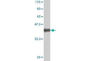Western Blotting (WB) image for anti-Neuropilin 1 (NRP1) (AA 22-131) antibody (ABIN1327097)