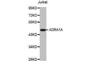 alpha 1 Adrenergic Receptor Antikörper  (AA 346-475)