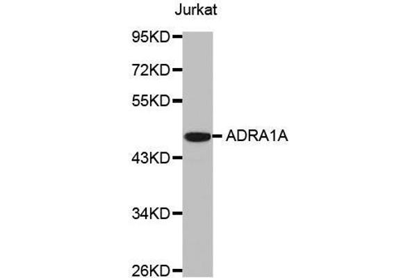 alpha 1 Adrenergic Receptor 抗体  (AA 346-475)