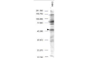 Western blot analysis is shown using  Affinity Purified anti-NEK2 antibody to detect endogenous protein present in an unstimulated mouse A-20 whole cell lysate (arrowhead). (NEK2 Antikörper  (AA 287-299))