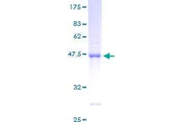 ARL8B Protein (AA 1-186) (GST tag)