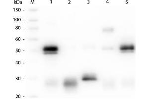 Western Blot of Unconjugated Anti-Rabbit IgG (H&L) (GOAT) Antibody (Min X Bv, Ch, Gt, GP, Ham, Hs, Hu, Ms, Rt & Sh Serum Proteins) . (Ziege anti-Kaninchen IgG (Heavy & Light Chain) Antikörper (Alkaline Phosphatase (AP)) - Preadsorbed)