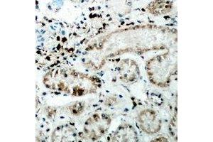 Immunohistochemical analysis of CER1 staining in human kidney formalin fixed paraffin embedded tissue section. (CER1 Antikörper)