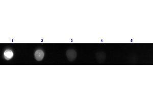 Dot Blot results of Rabbit F(ab')2 Anti-Bovine IgG Antibody Fluorescein Conjugated. (Kaninchen anti-Rind (Kuh) IgG (Heavy & Light Chain) Antikörper (FITC) - Preadsorbed)