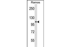 TACC1 Antibody (N-term) (ABIN1538980 and ABIN2849037) western blot analysis in Ramos cell line lysates (35 μg/lane). (TACC1 Antikörper  (N-Term))