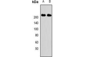 Western blot analysis of KIF1B expression in Hela (A), SKOV3 (B) whole cell lysates.