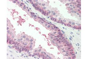 Anti-MARCH2 antibody IHC staining of human prostate. (MARCH2 Antikörper  (AA 146-195))