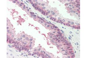 Anti-MARCH2 antibody IHC staining of human prostate.