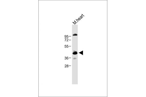 Cyclin Y Antikörper  (AA 140-169)