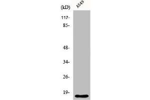Western Blot analysis of A549 cells using Cytochrome b5 Polyclonal Antibody (CYB5A Antikörper  (Internal Region))