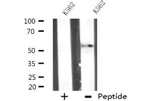 Western blot analysis of extracts from K562 cells, using ATG4D antibody. (ATG4D Antikörper  (C-Term))