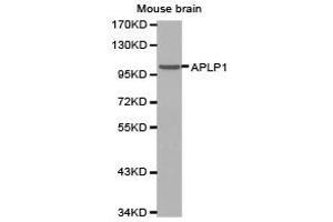 Western Blotting (WB) image for anti-Amyloid beta (A4) Precursor-Like Protein 1 (APLP1) antibody (ABIN1871026) (APLP1 Antikörper)