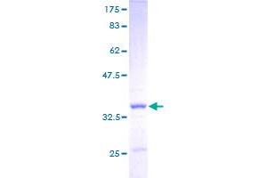 Image no. 1 for Apolipoprotein C-I (APOC1) (AA 1-83) protein (GST tag) (ABIN1345366) (APOC1 Protein (AA 1-83) (GST tag))