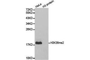Western blot analysis of extracts of HeLa cell line and H3 protein expressed in E. (Histone 3 Antikörper  (H3K36me2))