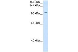 Image no. 1 for anti-Ring Finger Protein 40, E3 Ubiquitin Protein Ligase (RNF40) (AA 801-850) antibody (ABIN205002) (RNF40 Antikörper  (AA 801-850))
