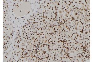 ABIN6273852 at 1/100 staining Human liver tissue by IHC-P. (G Protein-Coupled Receptor 128 Antikörper  (N-Term))