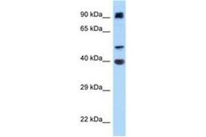 Image no. 1 for anti-Integrin alpha FG-GAP Repeat Containing 2 (ITFG2) (AA 180-229) antibody (ABIN6748063) (ITFG2 Antikörper  (AA 180-229))