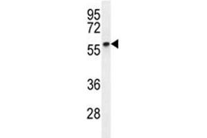 Cyclin B1 antibody western blot analysis in MDA-MB231 lysate. (Cyclin B1 Antikörper  (AA 381-411))