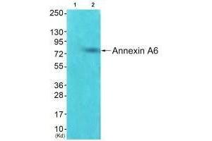 Western blot analysis of extracts from HepG2 cells using Annexin A6 antibody.