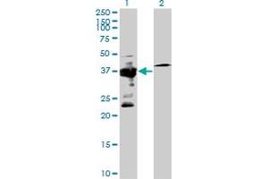 Western Blot analysis of IGBP1 expression in transfected 293T cell line by IGBP1 MaxPab polyclonal antibody. (IGBP1 Antikörper  (AA 1-339))