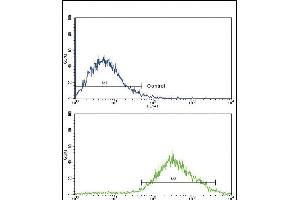 Flow Cytometry (FACS) image for anti-Discoidin Domain Receptor tyrosine Kinase 2 (DDR2) antibody (ABIN392069)