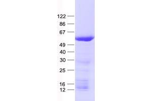 Western Blotting (WB) image for Sorting and Assembly Machinery Component 50 Homolog (SAMM50) protein (His tag) (ABIN2731378)
