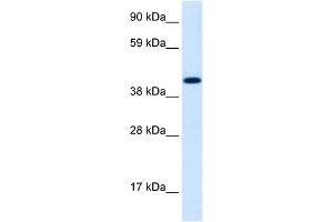 WB Suggested Anti-INSM1 Antibody Titration:  1. (INSM1 Antikörper  (Middle Region))