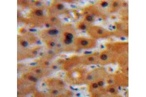 Used in DAB staining on fromalin fixed paraffin-embedded Liver tissue (GCP2 Antikörper  (AA 40-114))