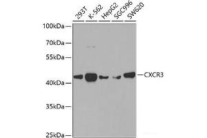 Western blot analysis of extracts of various cell lines using CXCR3 Polyclonal Antibody at dilution of 1:400.