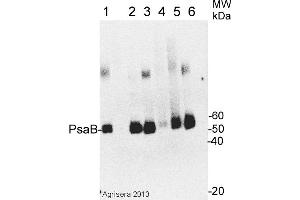 Image no. 1 for anti-psi-B Core Subunit of Photosystem I (psaB) antibody (ABIN488670)