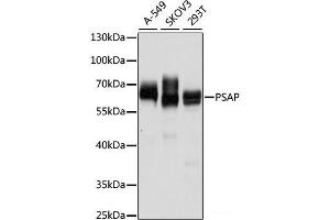 Western blot analysis of extracts of various cell lines using PSAP Polyclonal Antibody at dilution of 1:1000. (Prosaposin Antikörper)
