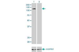 Western Blotting (WB) image for anti-Protocadherin 8 (PCDH8) (AA 32-121) antibody (ABIN598858) (Protocadherin 8 Antikörper  (AA 32-121))