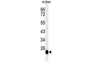 Western blot analysis of BSND Antibody (C-term) in mouse liver tissue lysates (35µg/lane). (BSND Antikörper  (C-Term))