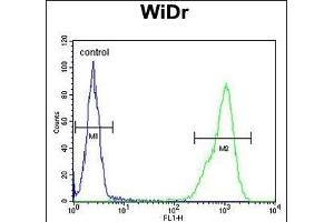 TP3 Antibody (C-term) (ABIN651194 and ABIN2840125) flow cytometric analysis of WiDr cells (right histogram) compared to a negative control cell (left histogram). (TPPP3 Antikörper  (AA 117-146))