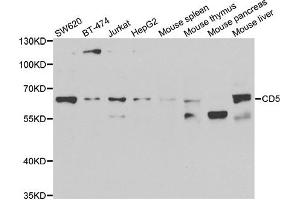 Western blot analysis of extracts of various cell lines, using CD5 antibody. (CD5 Antikörper)