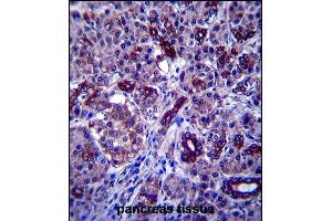 P1R3F Antibody (C-term) (ABIN657599 and ABIN2846598) immunohistochemistry analysis in formalin fixed and paraffin embedded human pancreas tissue followed by peroxidase conjugation of the secondary antibody and DAB staining. (PPP1R3F Antikörper  (C-Term))
