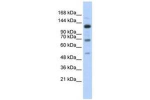 Image no. 1 for anti-Regulatory Factor X, 1 (Influences HLA Class II Expression) (RFX1) (AA 287-336) antibody (ABIN6740535) (RFX1 Antikörper  (AA 287-336))