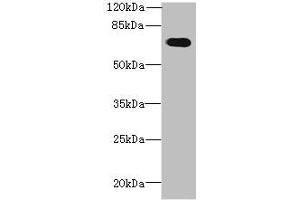 Western blot All lanes: GBP5 antibody at 6 μg/mL + Mouse thymus tissue Secondary Goat polyclonal to rabbit IgG at 1/10000 dilution Predicted band size: 67, 56 kDa Observed band size: 67 kDa (GBP5 Antikörper  (AA 321-500))