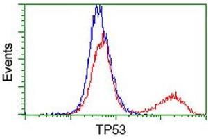 Image no. 5 for anti-Tumor Protein P53 (TP53) antibody (ABIN1499970) (p53 Antikörper)