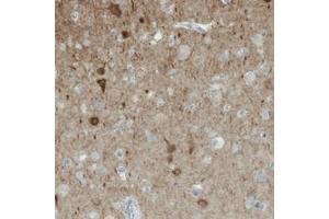 Immunohistochemical staining (Formalin-fixed paraffin-embedded sections) of human cerebral cortex with NECAB1 monoclonal antibody, clone CL0575  shows immunoreactivity in a subset of neuronal cells.