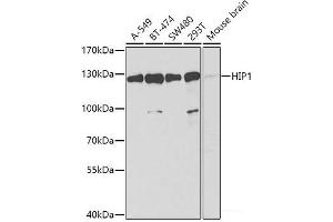 Western blot analysis of extracts of various cell lines using HIP1 Polyclonal Antibody at dilution of 1:1000. (HIP1 Antikörper)