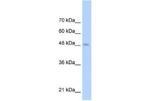 TLR6 antibody used at 1 ug/ml to detect target protein.