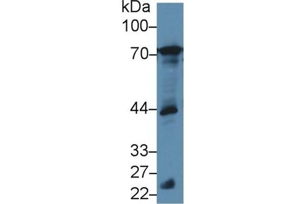 B-Cell Linker Antikörper  (AA 65-314)
