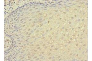 Immunohistochemistry of paraffin-embedded human tonsil tissue using ABIN7156472 at dilution of 1:100
