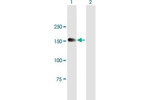 Western Blot analysis of MTMR4 expression in transfected 293T cell line by MTMR4 MaxPab polyclonal antibody. (MTMR4 Antikörper  (AA 1-1195))