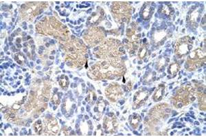 Immunohistochemical staining (Formalin-fixed paraffin-embedded sections) of human kidney with EIF3G polyclonal antibody  at 4-8 ug/mL working concentration. (EIF3G Antikörper  (N-Term))