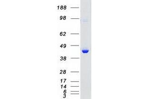 Validation with Western Blot (MAPK11 Protein (Myc-DYKDDDDK Tag))